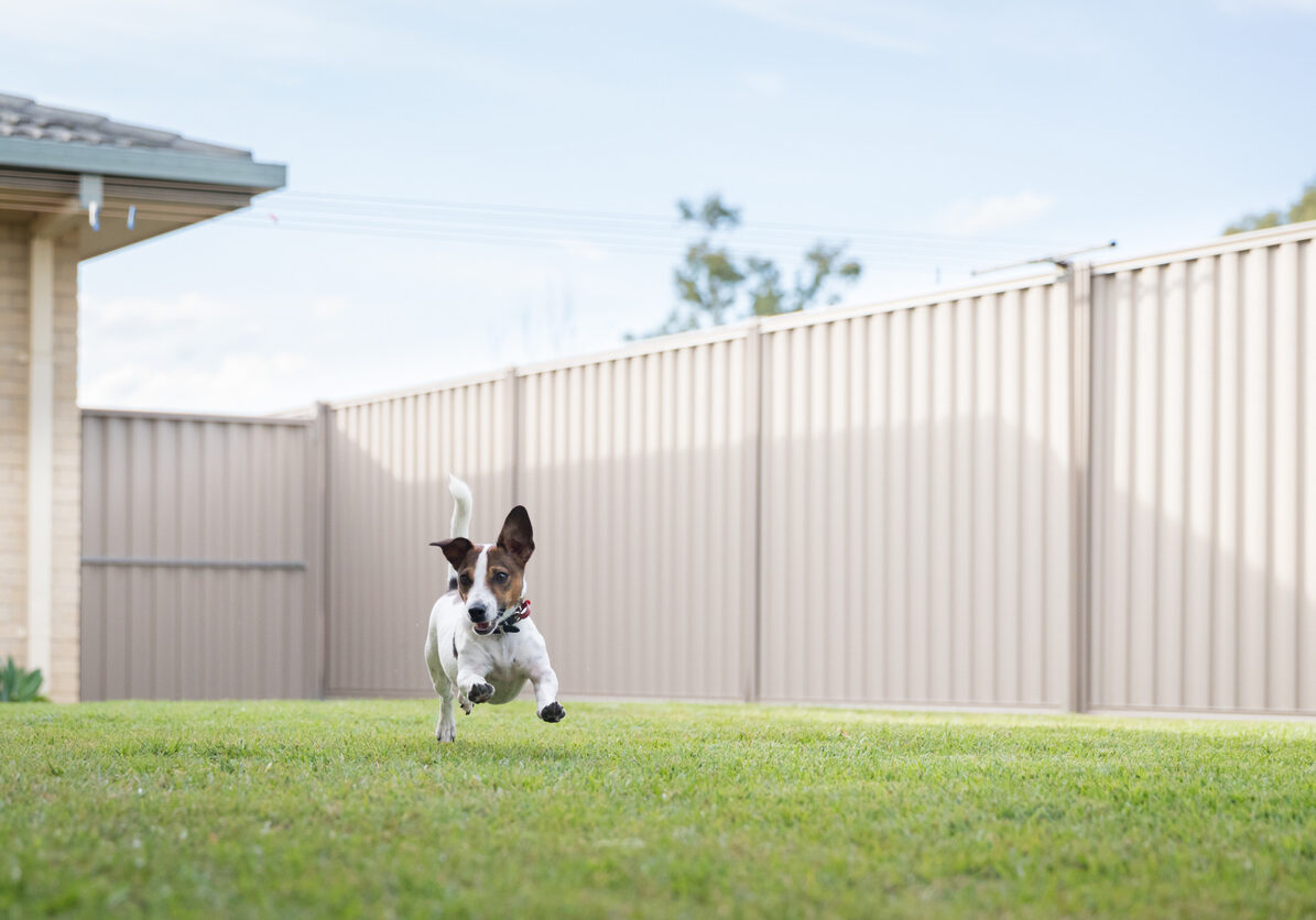 Lush green lawn in neatly fenced yard with pet dog